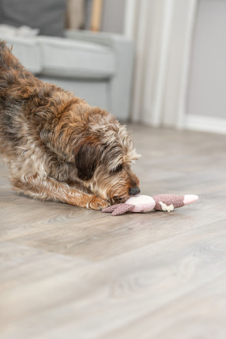 PHO_PRO_DOG_36154-2