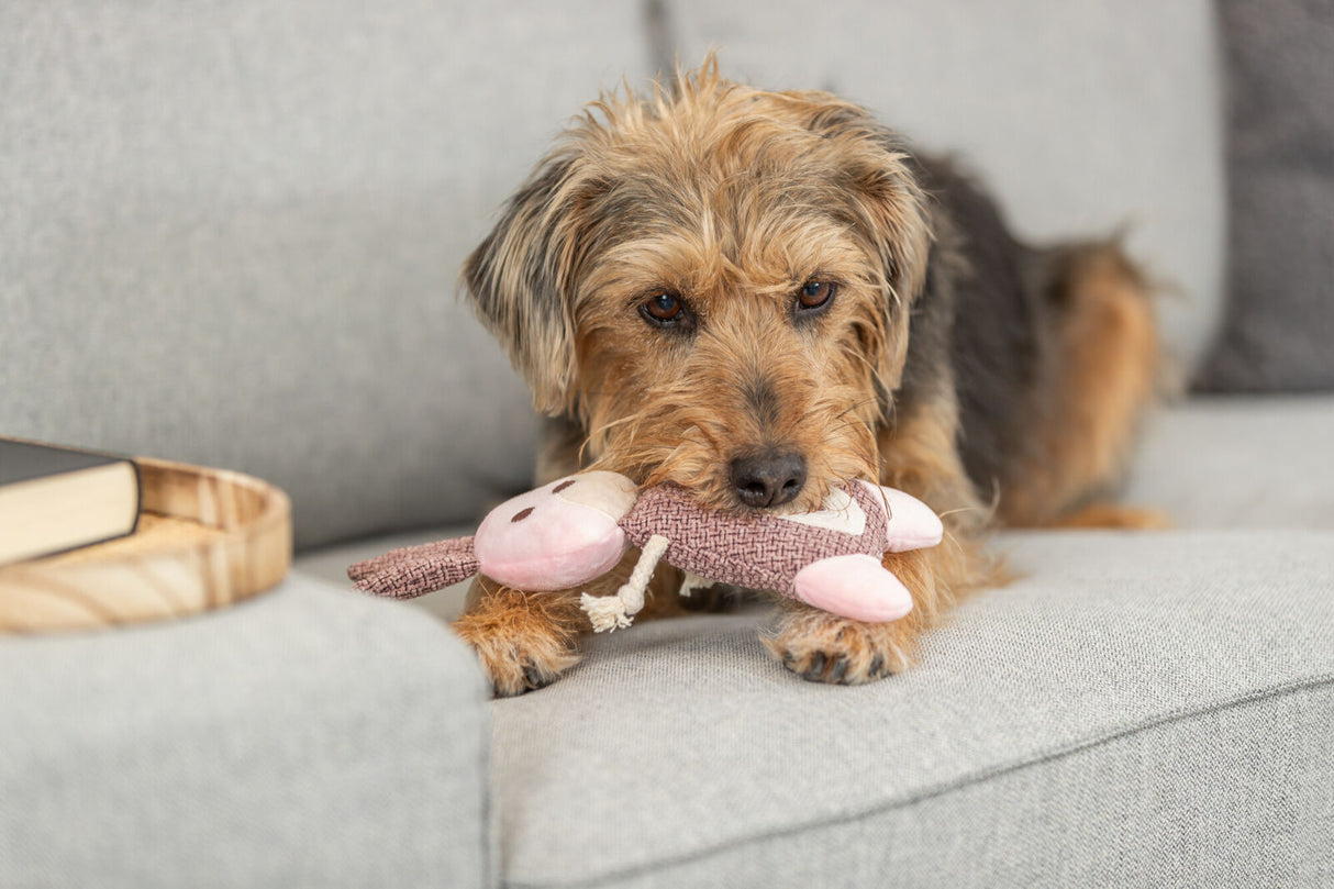 PHO_PRO_DOG_36154-3