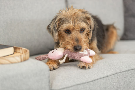 PHO_PRO_DOG_36154-3