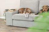 PHO_PRO_DOG_36155-1