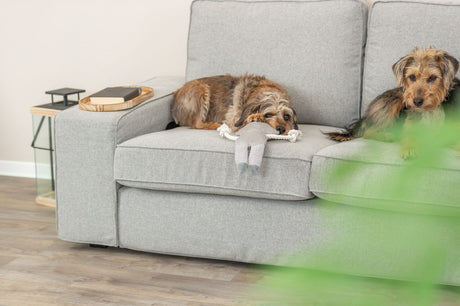 PHO_PRO_DOG_36155-1
