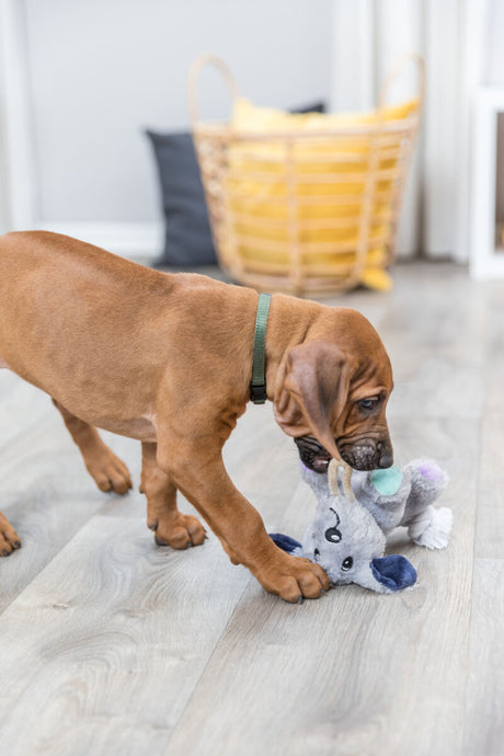 PHO_PRO_DOG_36160-1