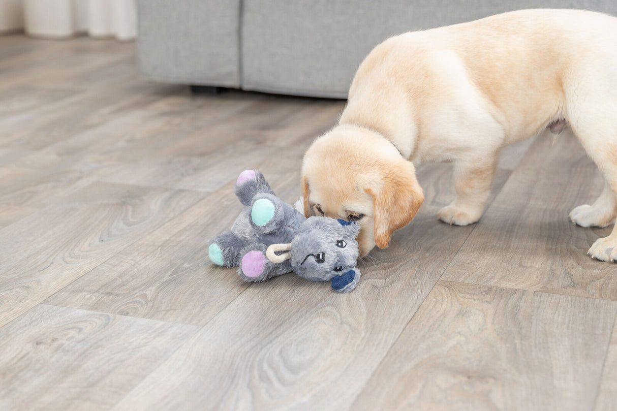 PHO_PRO_DOG_36160-2