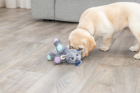 PHO_PRO_DOG_36160-2