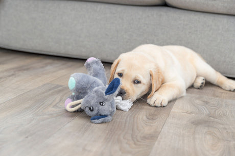 PHO_PRO_DOG_36160-3