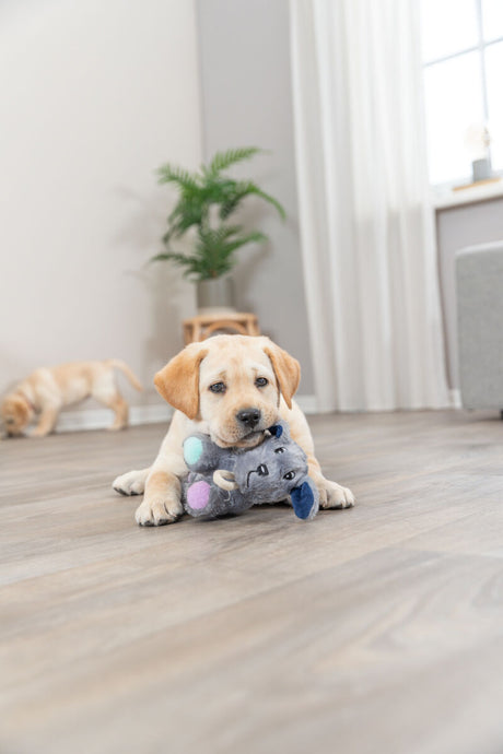 PHO_PRO_DOG_36160-4