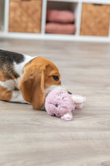 PHO_PRO_DOG_36163-2