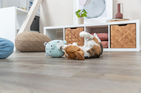 PHO_PRO_DOG_36164-2