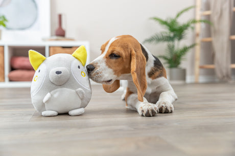 PHO_PRO_DOG_36165-2