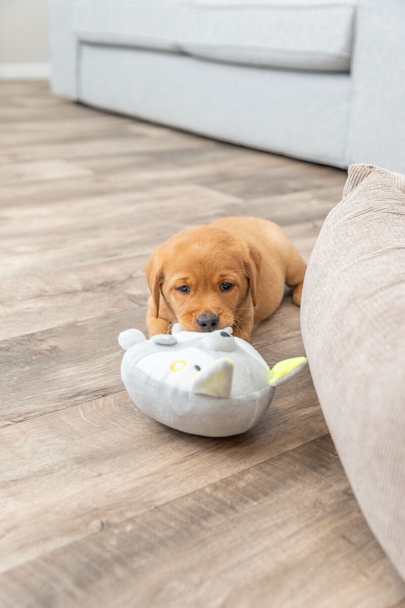PHO_PRO_DOG_36165-4