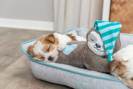 PHO_PRO_DOG_36166-10