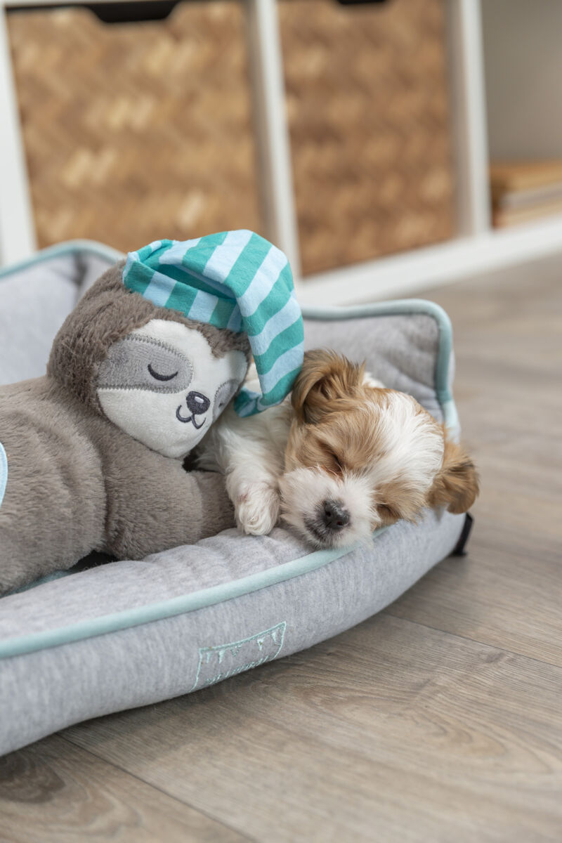 PHO_PRO_DOG_36166-11