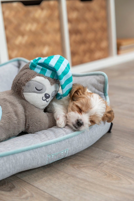 PHO_PRO_DOG_36166-11