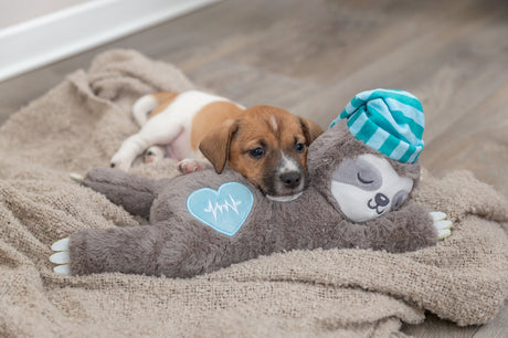 PHO_PRO_DOG_36166-1