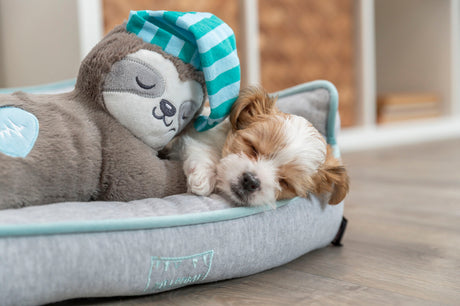 PHO_PRO_DOG_36166-5