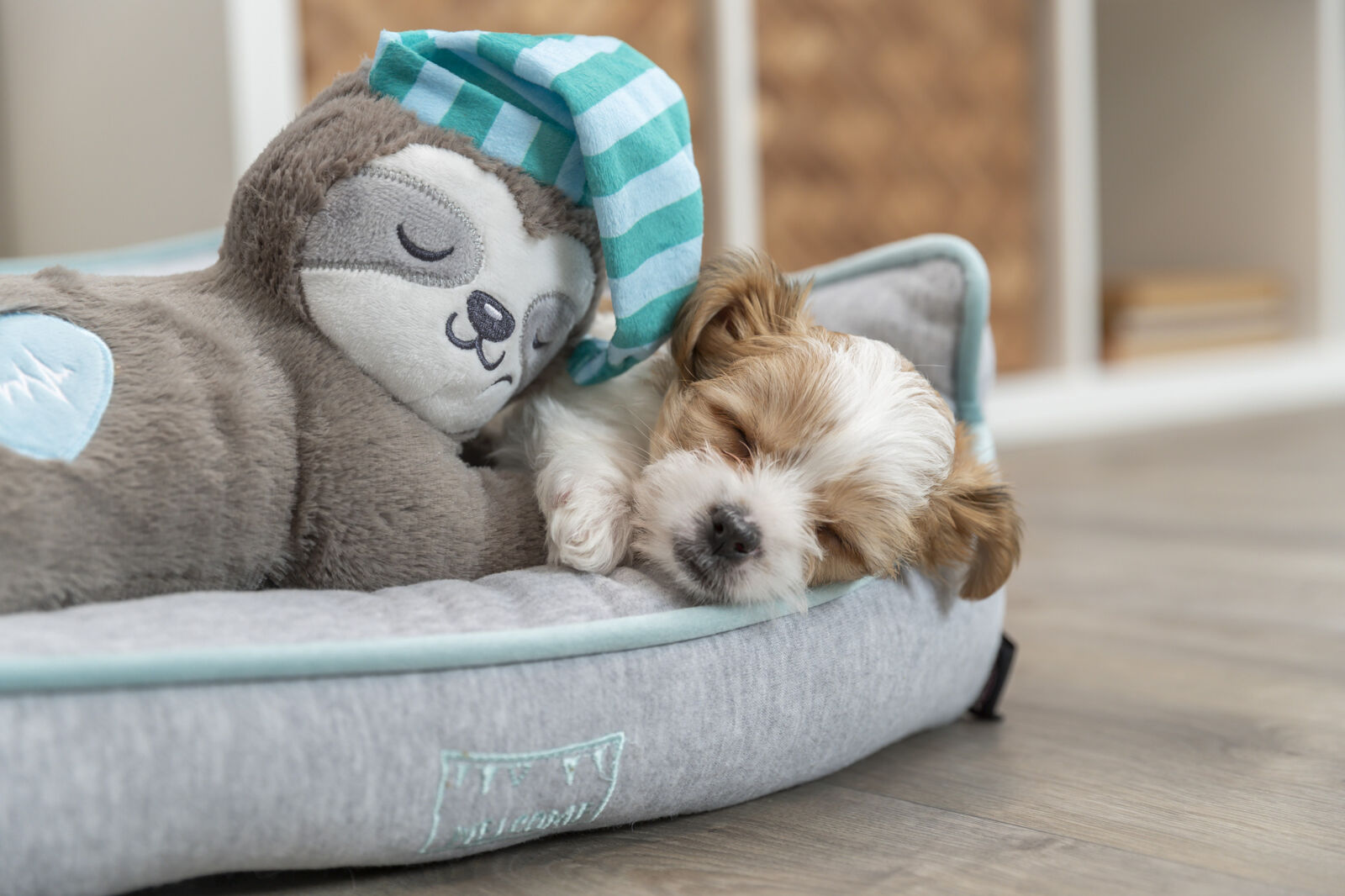 Ein kleiner Hund schläft auf einem grauen Hundebett neben einem Plüschtier in Faultierform mit gestreifter Mütze.