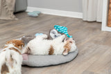 PHO_PRO_DOG_36166-7