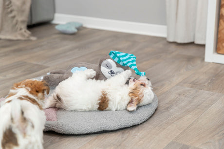 PHO_PRO_DOG_36166-7