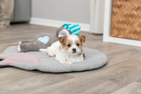 PHO_PRO_DOG_36166-8