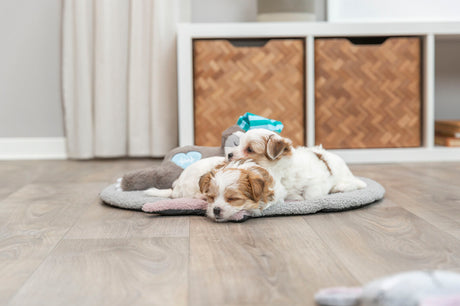 PHO_PRO_DOG_36166-9