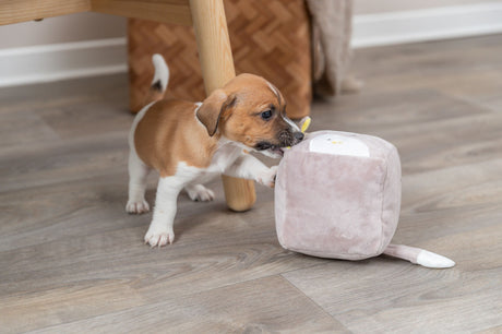 Ein Welpe spielt auf einem Holzboden mit einem quadratischen, beigen Stoffspielzeug neben einem Tischbein.