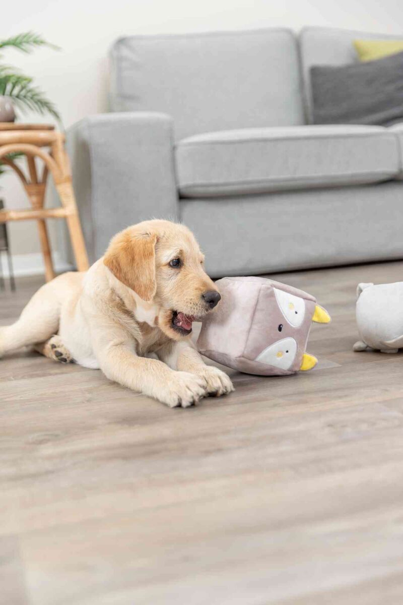 Ein heller Hund spielt auf einem Holzboden mit einem Plüschspielzeug in Form einer Eule, im Hintergrund ein graues Sofa.