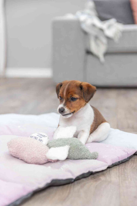 PHO_PRO_DOG_36168-36169-1