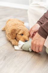 PHO_PRO_DOG_36168-3