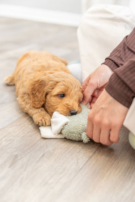 PHO_PRO_DOG_36168-3
