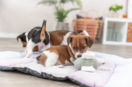 PHO_PRO_DOG_36168-4