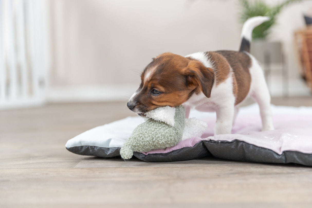 PHO_PRO_DOG_36168-5