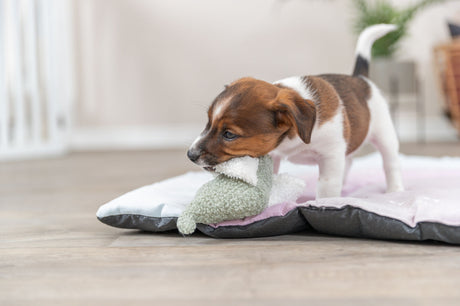 PHO_PRO_DOG_36168-5
