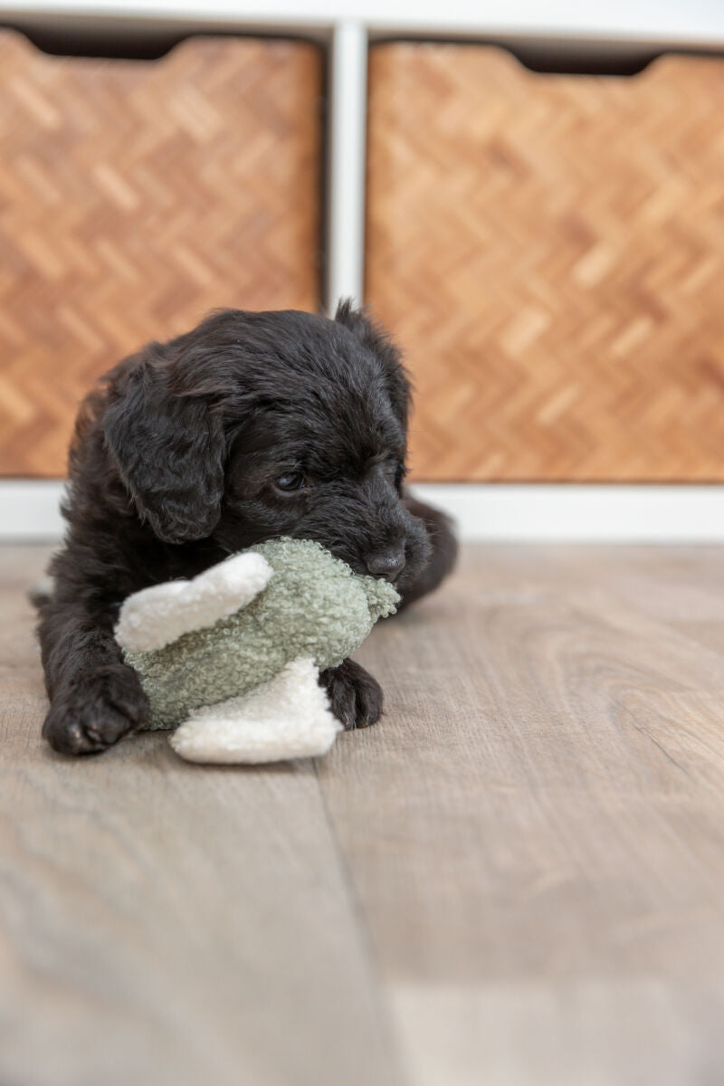 PHO_PRO_DOG_36168-6