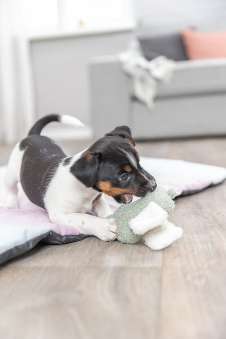 PHO_PRO_DOG_36168-7