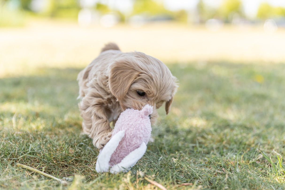 PHO_PRO_DOG_36169-10