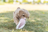 PHO_PRO_DOG_36169-10