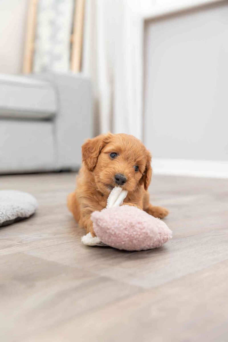 PHO_PRO_DOG_36169-1