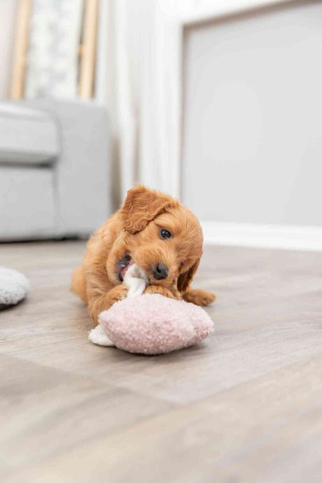 PHO_PRO_DOG_36169-2