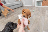 PHO_PRO_DOG_36169-3