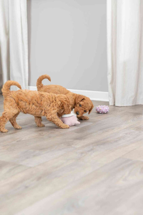 PHO_PRO_DOG_36169-5