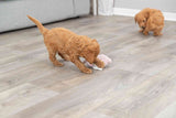 PHO_PRO_DOG_36169-6