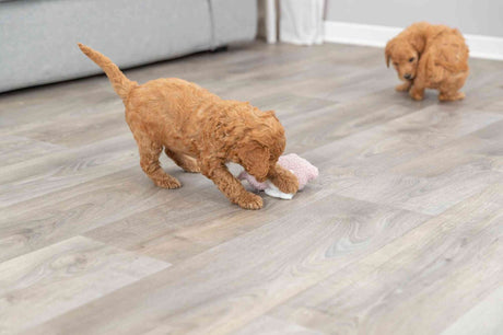 PHO_PRO_DOG_36169-6