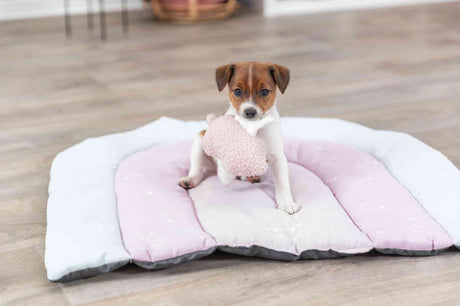 PHO_PRO_DOG_36169-7