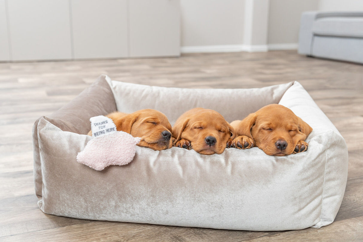 PHO_PRO_DOG_36169-8