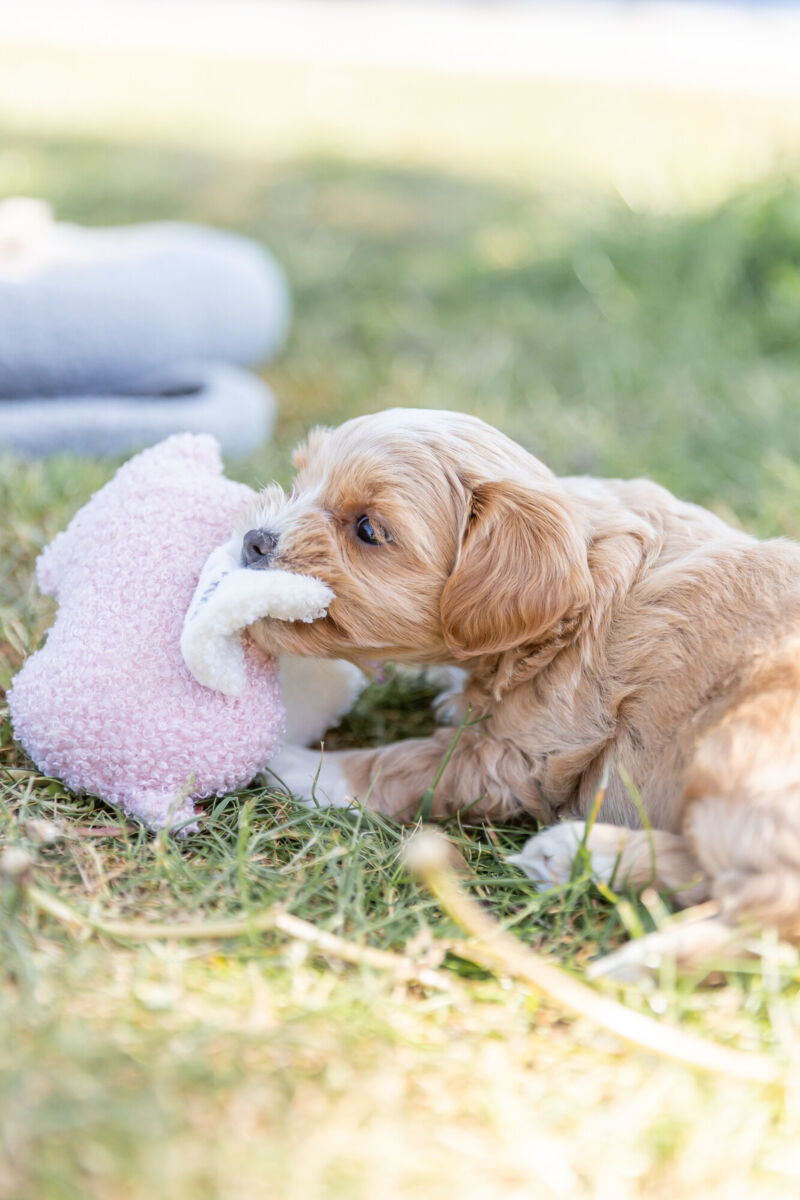 PHO_PRO_DOG_36169-9