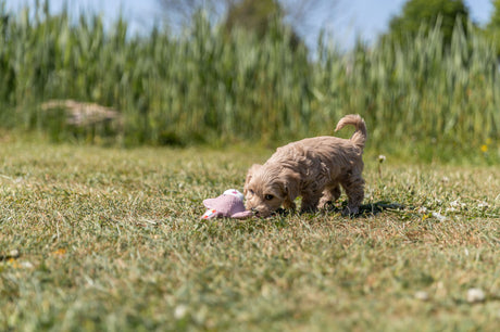 PHO_PRO_DOG_36171-2
