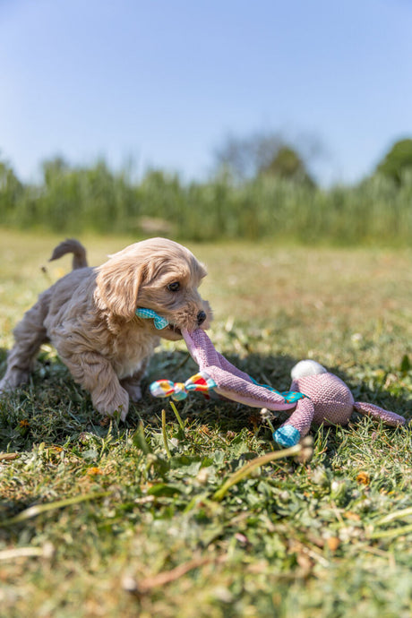 PHO_PRO_DOG_36171-3