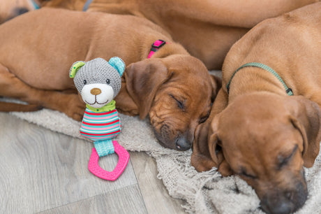 PHO_PRO_DOG_36177-2