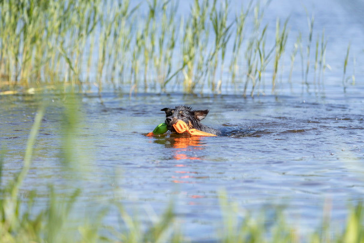 PHO_PRO_DOG_36207-1