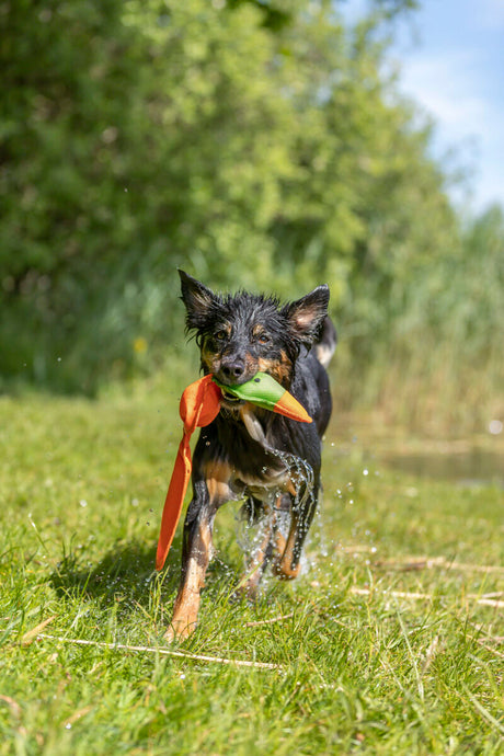 Nasser Hund mit orange-grünem Spielzeug im Maul läuft durch nasses Gras, Hintergrund mit Bäumen und Himmel.